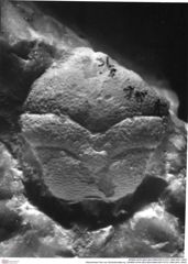 Historisches Foto von Goniodromites sp. (NHMW-AFW-GEO-BACHMAYER-FOTO-1990-0041-3503)